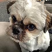 Ugo a rejoint le concours — aidez-le/la à gagner de superbes lots ! animal, brown_eyes, close_up, companion, couch, curious, cute, dog, domestic_animal, ears, face, fluffy_fur, furniture, home, indoor, nose, pet, sitting, small_dog, whiskers