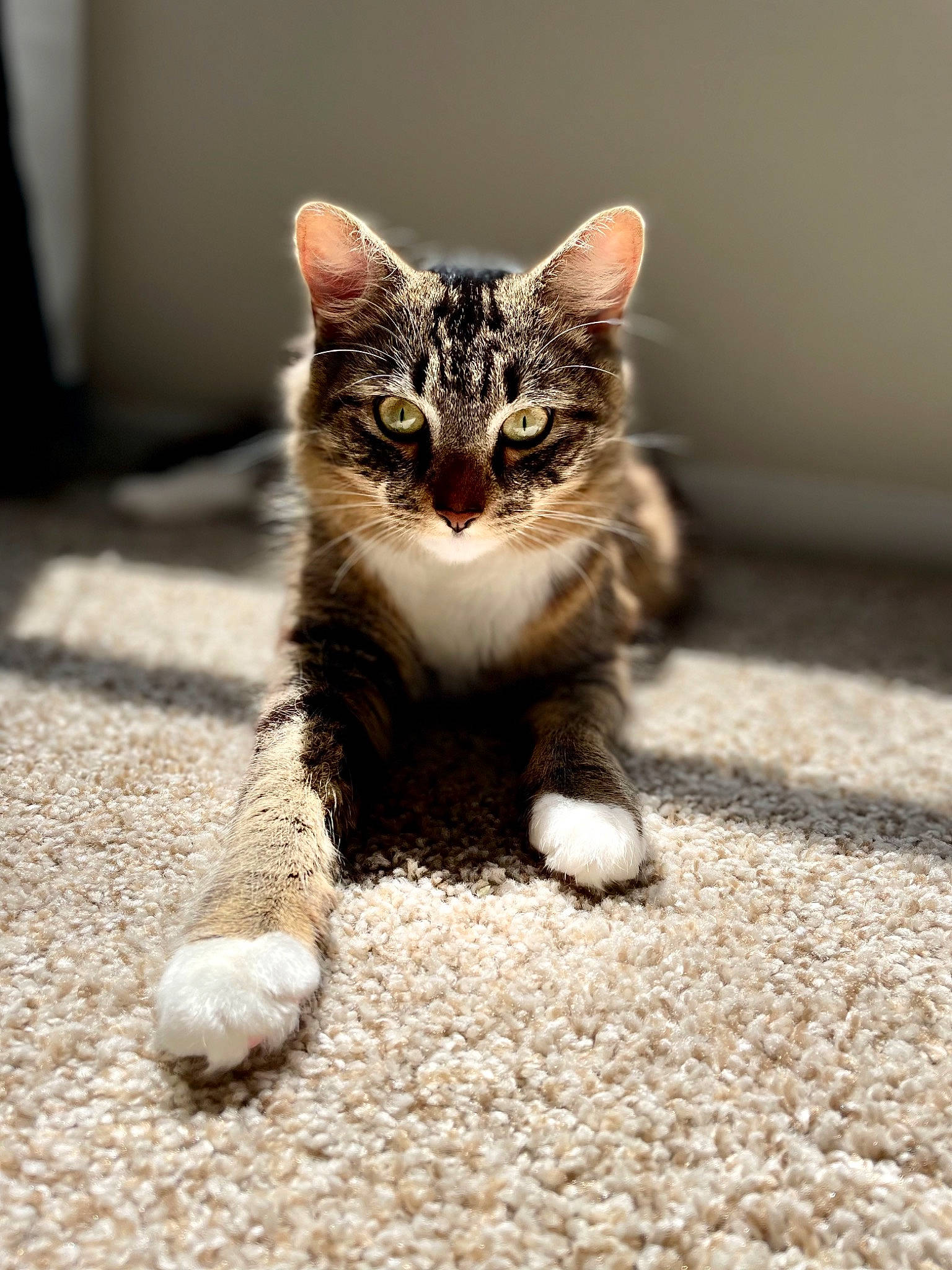 Annabelle is registered to the contest to win money with this photo: carnivore, cat, claw, domestic_short_haired_cat, eye, felidae, flooring, foot, fur, grey, paw, road_surface, small_to_medium_sized_cats, snout, soil, tail, terrestrial_animal, whiskers, wildlife, window