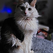 Olive is registered to the contest to win money with this photo: cat, fluffy, white_fur, black_fur, sitting, indoor, blanket, bed, pet, collar, portrait, feline, animal, curious, soft_light, cozy, furry, domestic, whiskers, ears