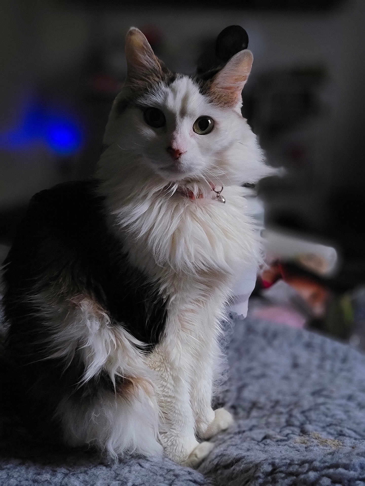 Olive is registered to the contest to win money with this photo: cat, fluffy, white_fur, black_fur, sitting, indoor, blanket, bed, pet, collar, portrait, feline, animal, curious, soft_light, cozy, furry, domestic, whiskers, ears