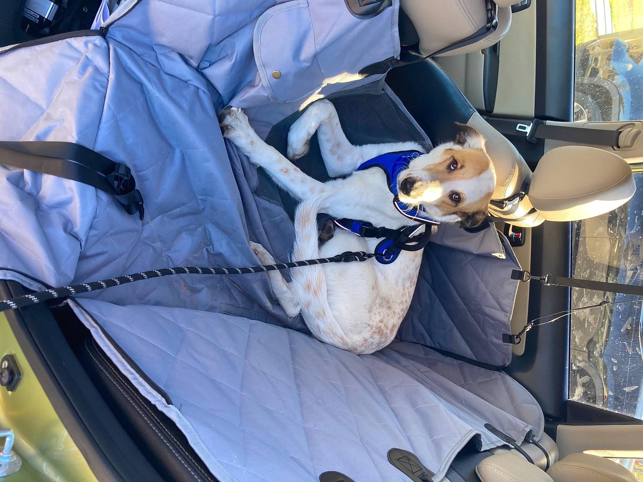 Freckles is registered to the contest to win money with this photo: auto_part, automotive_design, automotive_exterior, automotive_tire, automotive_wheel_system, azure, car, car_seat, car_seat_cover, electric_blue, hat, hood, motor_vehicle, plant, toy, tree, vehicle, vehicle_door, wheel, window