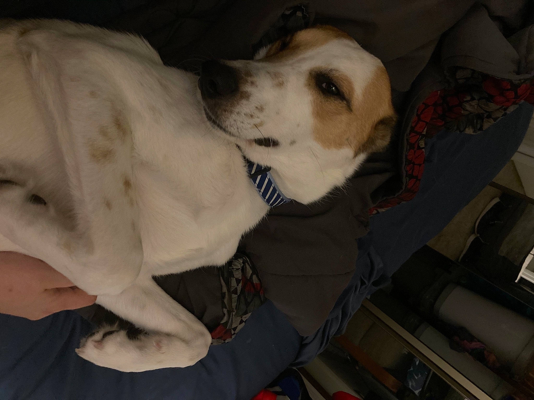 Freckles is registered to the contest to win money with this photo: beaglier, canidae, carnivore, collar, comfort, companion_dog, dog, dog_breed, dog_collar, fawn, fur, giant_dog_breed, great_dane, mammal, non_sporting_group, snout, sporting_group, working_animal