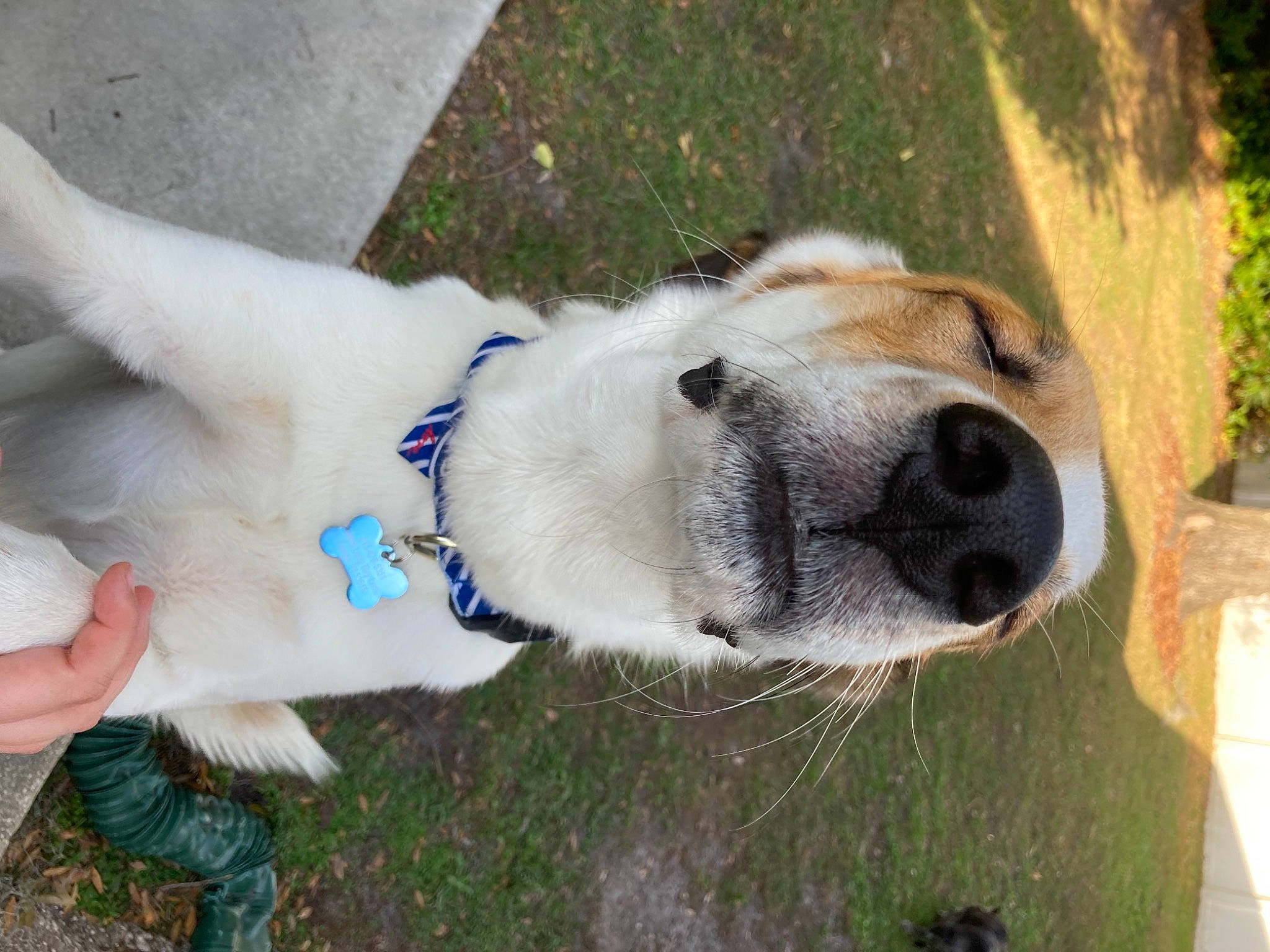 Freckles is registered to the contest to win money with this photo: ancient_dog_breeds, canidae, carnivore, collar, companion_dog, dog, dog_breed, dog_collar, fawn, fur, grass, livestock_guardian_dog, non_sporting_group, plant, sporting_group, tail, terrestrial_animal, whiskers, working_animal, working_dog