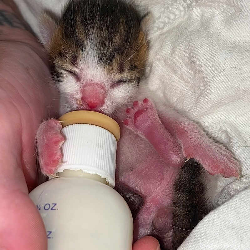 Raj joined the competition — help win amazing prizes! bottle, carnivore, cat, comfort, domestic_short_haired_cat, drinking, eyelash, felidae, finger, fluid, hand, liquid, nail, plastic_bottle, skin, small_to_medium_sized_cats, solution, tail, thumb, whiskers