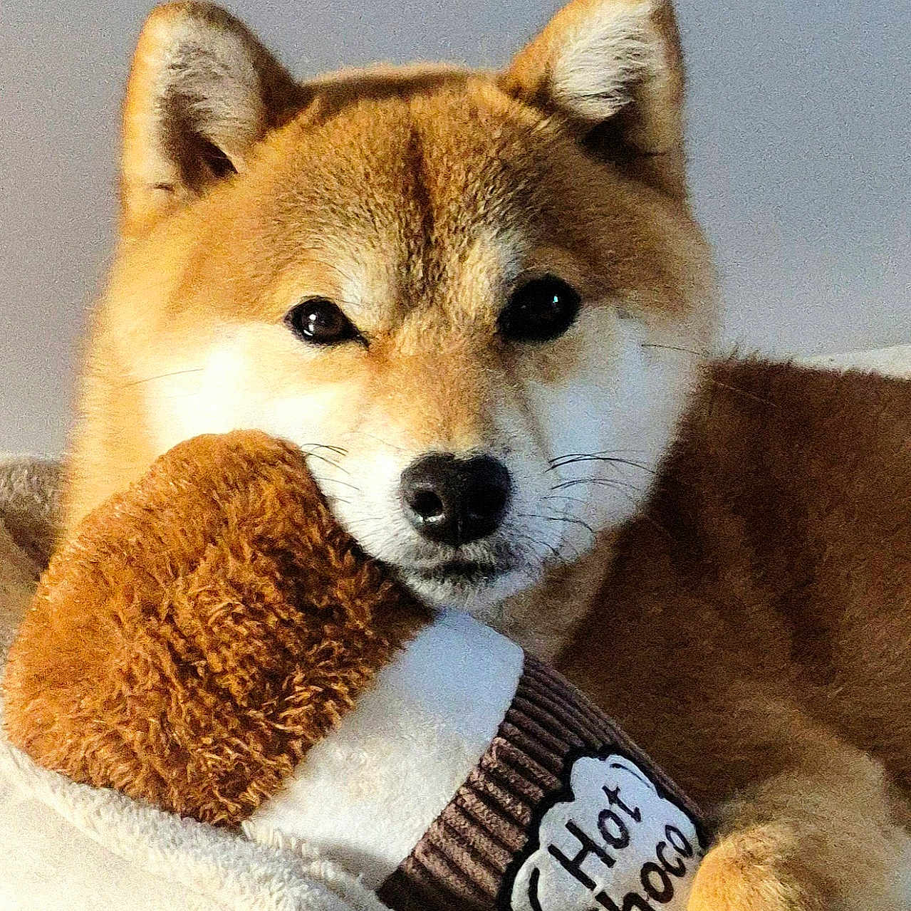 Taiko a rejoint le concours — aidez-le/la à gagner de superbes lots ! bed, black_nose, blanket, brown_fur, close_up, cozy, cuddling, cute, dark_eyes, dog, embroidered_text, indoors, plush_toy, pointed_ears, portrait, shiba_inu, sleeping, stuffed_animal, toy, white_fur