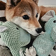 Taiko a rejoint le concours — aidez-le/la à gagner de superbes lots ! animal, black_nose, blanket, brown_fur, canine, close_up, cozy, cuddling, cute, dark_eyes, dog, fox_like, indoors, pet, plush_toys, pointed_ears, portrait, stuffed_animals, toy, whiskers