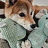 animal, black_nose, blanket, brown_fur, canine, close_up, cozy, cuddling, cute, dark_eyes, dog, fox_like, indoors, pet, plush_toys, pointed_ears, portrait, stuffed_animals, toy, whiskers