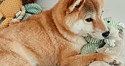 Taiko a rejoint le concours — aidez-le/la à gagner de superbes lots ! animal, bed, blanket, brown_fur, canine, cozy, cute, dog, home, indoors, knitted_toy, lying_down, pet, plush_toys, portrait, relaxed, resting, shiba_inu, sleepy, stuffed_animal