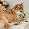 animal, bed, blanket, brown_fur, canine, cozy, cute, dog, home, indoors, knitted_toy, lying_down, pet, plush_toys, portrait, relaxed, resting, shiba_inu, sleepy, stuffed_animal