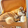 Taiko a rejoint le concours — aidez-le/la à gagner de superbes lots ! animal, blanket, brown, cozy, cute, dog, fur, indoors, luggage, pet, portrait, puppy, relaxed, resting, shiba_inu, side_view, sleeping, suitcase, travel, vintage