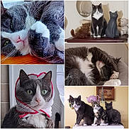Pepsy a rejoint le concours — aidez-le/la à gagner de superbes lots ! cat, cats, kitten, feline, pet, animal, portrait, collage, closeup, sleeping, cuddling, sitting, standing, gray_cat, black_and_white_cat, tabby_cat, green_eyes, whiskers, indoor, shelf