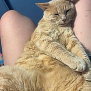 Tigger is registered to the contest to win money with this photo: blue_wall, cat, chubby_cat, close_up, cozy, feline, fur, ginger_cat, human_legs, indoor, knees, lap, lying_down, orange_cat, paws, pet, portrait, relaxed, sleepy, whiskers