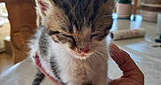 Bébé a rejoint le concours — aidez-le/la à gagner de superbes lots ! cat, cozy, cute, daylight, domestic, feline, fur, hand, holding, indoor, kitten, person, pet, resting, sleeping, small, table, whiskers, window, young