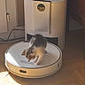 Bébé a rejoint le concours — aidez-le/la à gagner de superbes lots ! animal, appliance, cat, cleaning_robot, curious, domestic, feline, floor, home, indoor, kitten, light, pet, robotic_vacuum, shadow, small, sunlight, technology, white, wooden_floor
