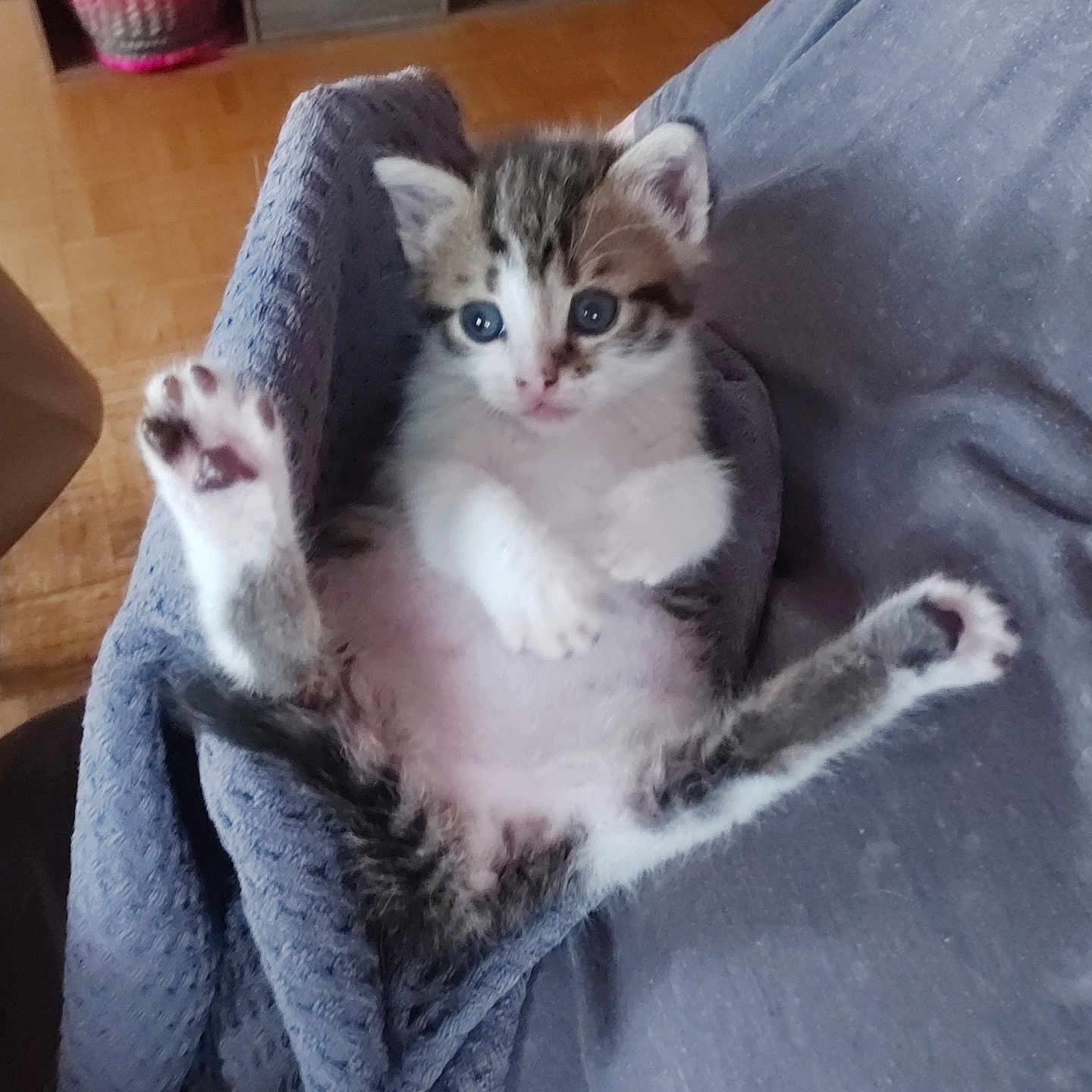 Bébé