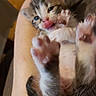 Bébé a rejoint le concours — aidez-le/la à gagner de superbes lots ! animal, arm, cat, closeup, cozy, cute, domestic_animal, fur, furry, hand, indoor, kitten, paw, pet, playful, resting, sleepy, small, tongue, young
