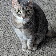 Lacie is registered to the contest to win money with this photo: alert, animal, carpet, cat, closeup, cute, domestic, ears, feline, fur, gray_tabby, green_eyes, indoor, mammal, paws, pet, portrait, sitting, tail, whiskers