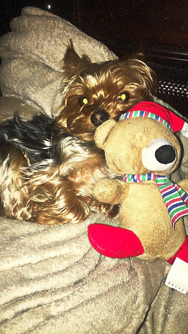 Cheeto is registered to the contest to win money with this photo: canidae, carnivore, companion_dog, dog, dog_breed, fawn, morkie, puppy, puppy_love, rare_breed_dog, small_terrier, stuffed_toy, teddy_bear, terrier, toy_dog, yorkshire_terrier