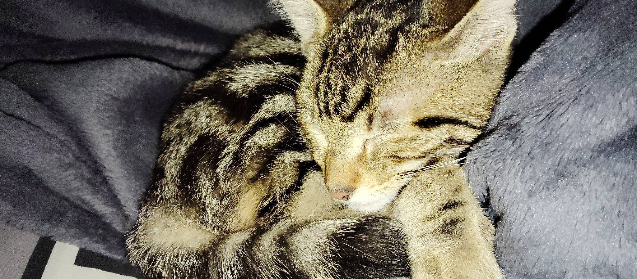 Tigrou participe au concours pour gagner de l'argent avec cette photo : carnivore, cat, claw, comfort, domestic_short_haired_cat, felidae, fur, grass, nap, paw, sleep, small_to_medium_sized_cats, tail, terrestrial_animal, whiskers, wildlife