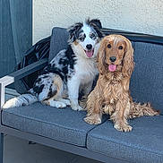 Violette Et Laiko a rejoint le concours — aidez-le/la à gagner de superbes lots ! dog, two_dogs, merle_dog, golden_dog, pets, outdoor, couch, happy, tongue_out, fluffy, fur, companions, sitting, patio, friendship, animal, cute, playful, relaxing, sunlight
