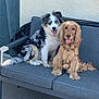 dog, two_dogs, merle_dog, golden_dog, pets, outdoor, couch, happy, tongue_out, fluffy, fur, companions, sitting, patio, friendship, animal, cute, playful, relaxing, sunlight