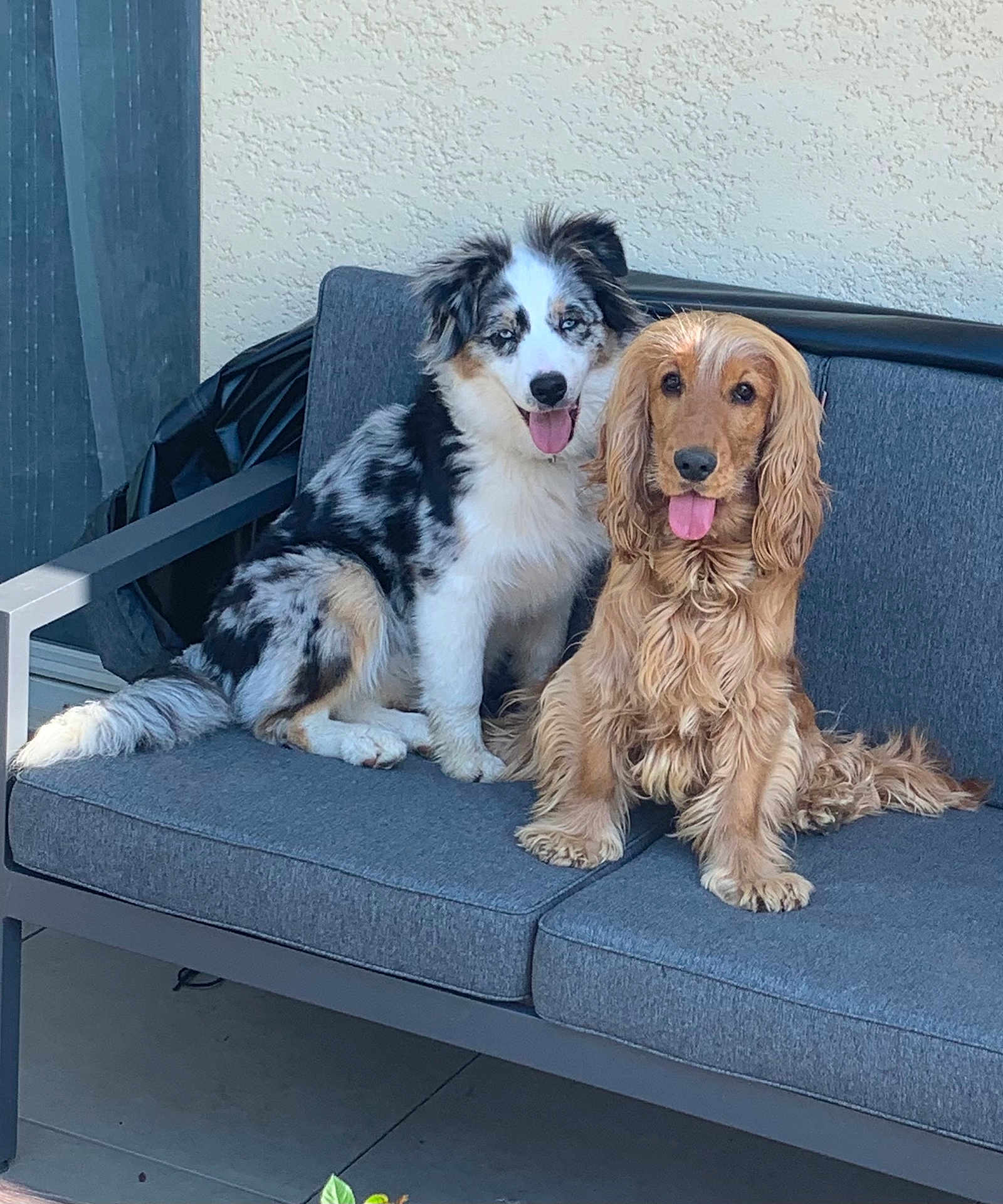 Violette Et Laiko