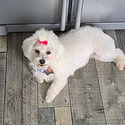 Kalina a rejoint le concours — aidez-le/la à gagner de superbes lots ! dog, white_dog, bow, pet_accessory, wooden_floor, flooring, indoor, appliance, fridge, relaxed, cute, small_dog, fluffy, canine, domestic_animal, lying_down, looking_up, pink_bow, household, companion
