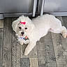 dog, white_dog, bow, pet_accessory, wooden_floor, flooring, indoor, appliance, fridge, relaxed, cute, small_dog, fluffy, canine, domestic_animal, lying_down, looking_up, pink_bow, household, companion