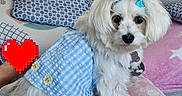 Kalina a rejoint le concours — aidez-le/la à gagner de superbes lots ! dog, white_dog, blue_dress, gingham_pattern, daisies, blue_bows, fluffy_fur, couch, pillows, pink_blanket, patterned_pillow, cozy, indoor, pet, cute, small_dog, sitting, fur, domestic_animal, heart_pixel