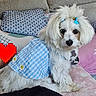 dog, white_dog, blue_dress, gingham_pattern, daisies, blue_bows, fluffy_fur, couch, pillows, pink_blanket, patterned_pillow, cozy, indoor, pet, cute, small_dog, sitting, fur, domestic_animal, heart_pixel
