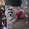 Kalina participe au concours pour gagner de l'argent avec cette photo : dog, white_dog, pet, couch, pink_clothing, bows, indoor, polka_dot, blanket, decorative_frame, hearts, leaves, cute, small_dog, fur, relaxed, cozy, living_room, home, animal