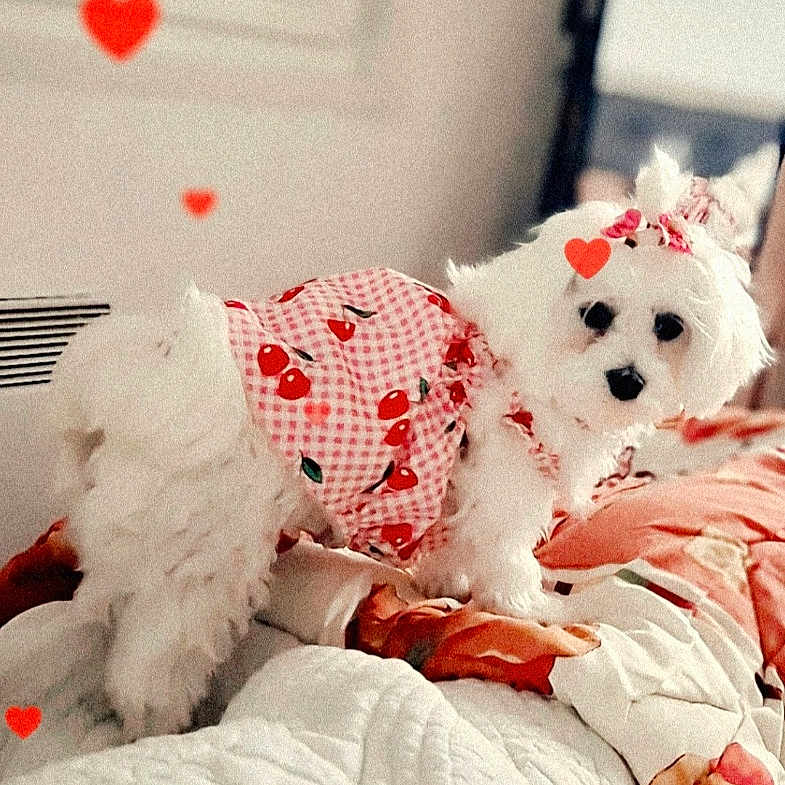 Kalina participe au concours pour gagner de l'argent avec cette photo : dog, white_dog, clothing, bed, blanket, hearts, indoor, cute, pet, small_dog, fur, red, white, decor, window, mirror, cozy, animal, portrait, groomed