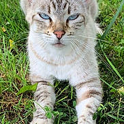 Ninetta a rejoint le concours — aidez-le/la à gagner de superbes lots ! cat, animal, blue_eyes, grass, outdoor, nature, pet, feline, whiskers, paws, mammal, relaxed, lying_down, close_up, striped, cute, fur, wildlife, domestic_animal, daylight