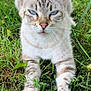 cat, animal, blue_eyes, grass, outdoor, nature, pet, feline, whiskers, paws, mammal, relaxed, lying_down, close_up, striped, cute, fur, wildlife, domestic_animal, daylight