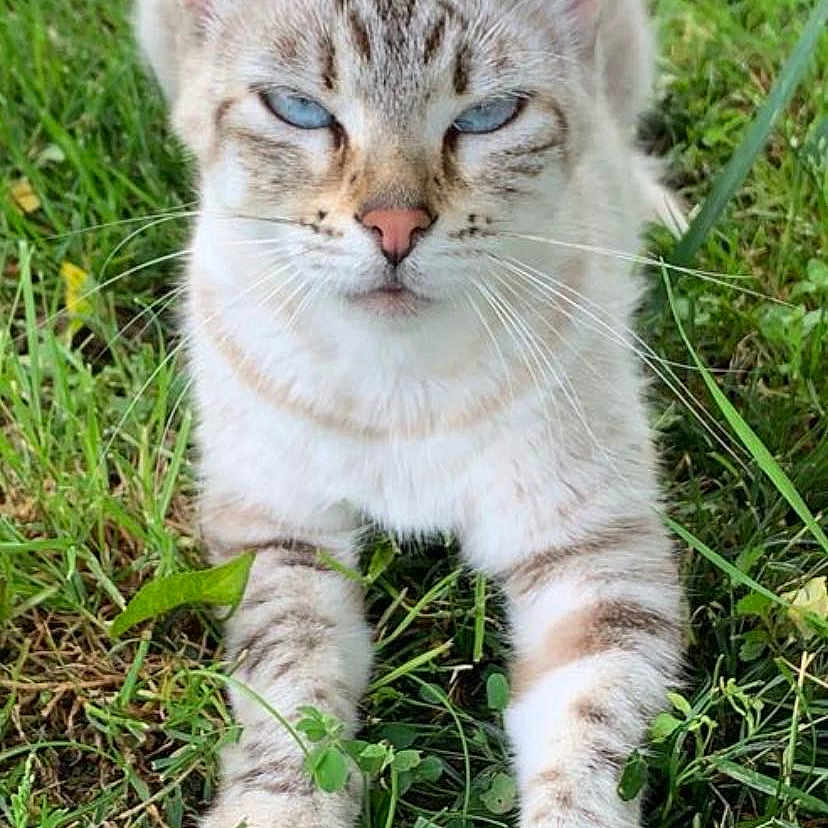 Ninetta a rejoint le concours — aidez-le/la à gagner de superbes lots ! animal, blue_eyes, cat, close_up, cute, daylight, domestic_animal, feline, fur, grass, lying_down, mammal, nature, outdoor, paws, pet, relaxed, striped, whiskers, wildlife