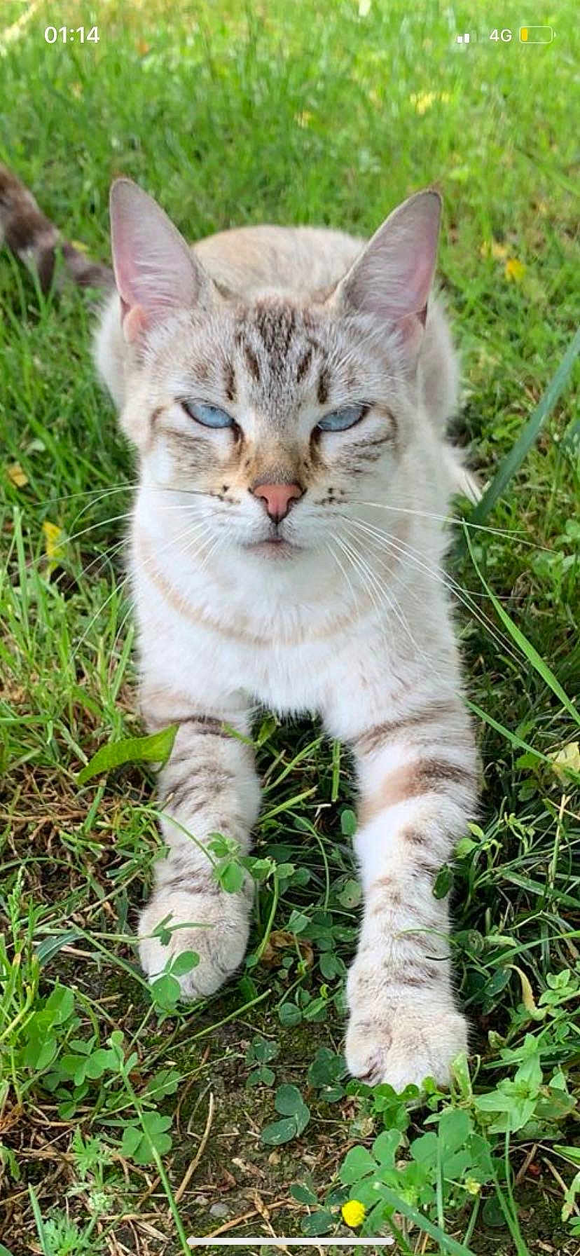 Ninetta a rejoint le concours — aidez-le/la à gagner de superbes lots ! cat, animal, blue_eyes, grass, outdoor, nature, pet, feline, whiskers, paws, mammal, relaxed, lying_down, close_up, striped, cute, fur, wildlife, domestic_animal, daylight