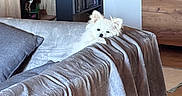 Bouba participe au concours pour gagner de l'argent avec cette photo : animal, blanket, books, bookshelf, couch, cozy, curious, dog, floor, fur, furniture, home, indoor, living_room, pet, pillow, relaxed, small_dog, white_dog, wooden_furniture