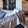 animal, blanket, books, bookshelf, couch, cozy, curious, dog, floor, fur, furniture, home, indoor, living_room, pet, pillow, relaxed, small_dog, white_dog, wooden_furniture