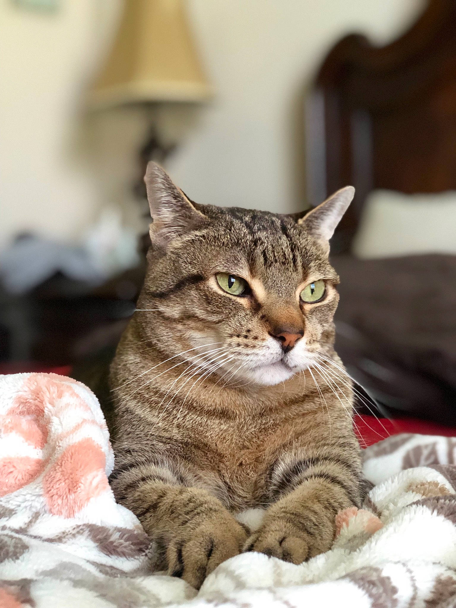 Marco is registered to the contest to win money with this photo: aegean_cat, american_shorthair, american_wirehair, asian, australian_mist, california_spangled, carnivore, cat, domestic_short_haired_cat, dragon_li, european_shorthair, felidae, fur, kitten, mammal, pixie_bob, small_to_medium_sized_cats, tabby_cat, vertebrate, whiskers