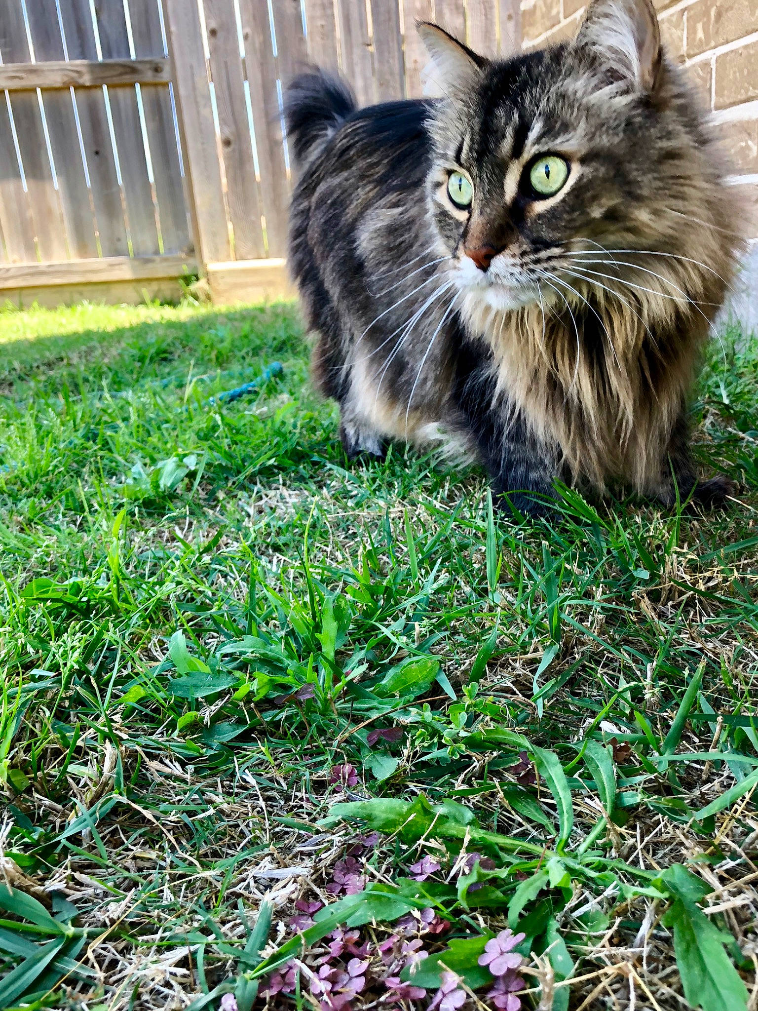 The Fluffmeister is registered to the contest to win money with this photo: asian_semi_longhair, british_semi_longhair, carnivore, cat, domestic_long_haired_cat, domestic_short_haired_cat, european_shorthair, felidae, grass, kitten, lawn, maine_coon, mammal, norwegian_forest_cat, plant, siberian, small_to_medium_sized_cats, tabby_cat, whiskers, wild_cat