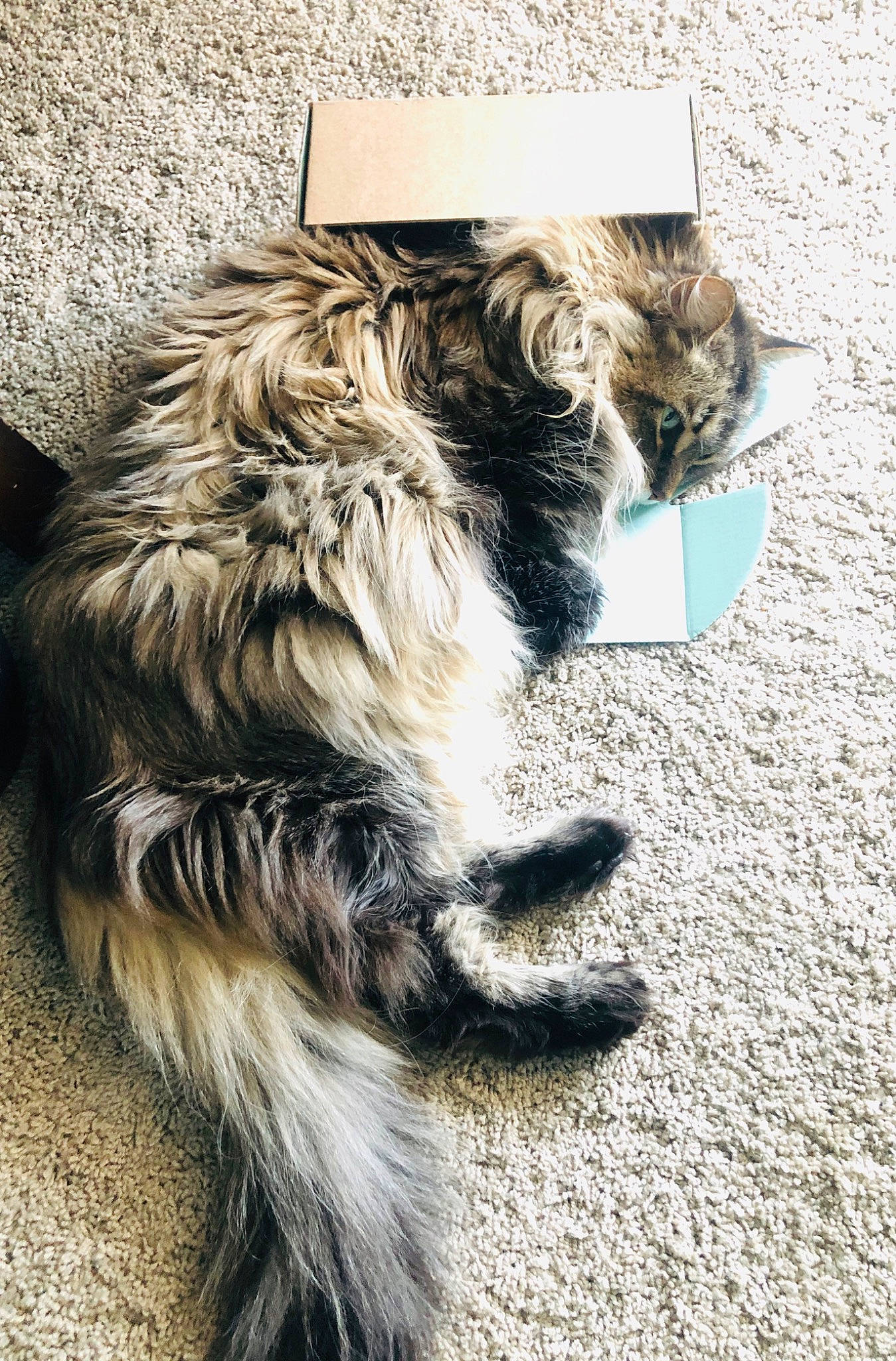 The Fluffmeister joined the competition — help win amazing prizes! carnivore, cat, claw, domestic_long_haired_cat, ear, felidae, fur, kitten, maine_coon, norwegian_forest_cat, paw, siberian, small_to_medium_sized_cats, tabby_cat, tail, whiskers