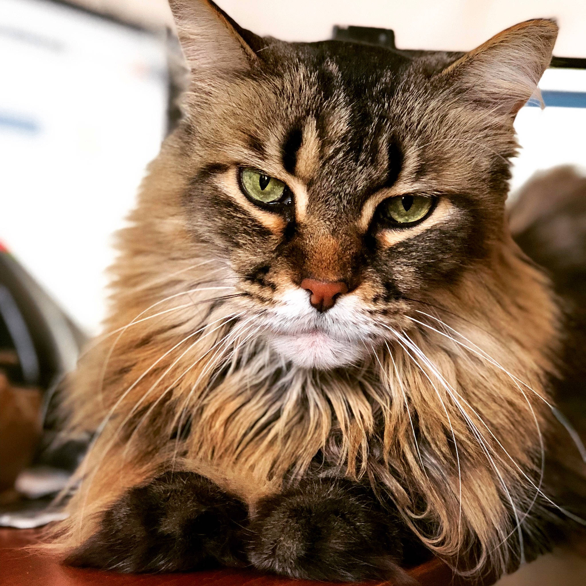 The Fluffmeister joined the competition — help win amazing prizes! american_bobtail, asian, carnivore, cat, domestic_long_haired_cat, dragon_li, european_shorthair, felidae, fur, kitten, maine_coon, mammal, norwegian_forest_cat, pixie_bob, siberian, small_to_medium_sized_cats, tabby_cat, vertebrate, whiskers