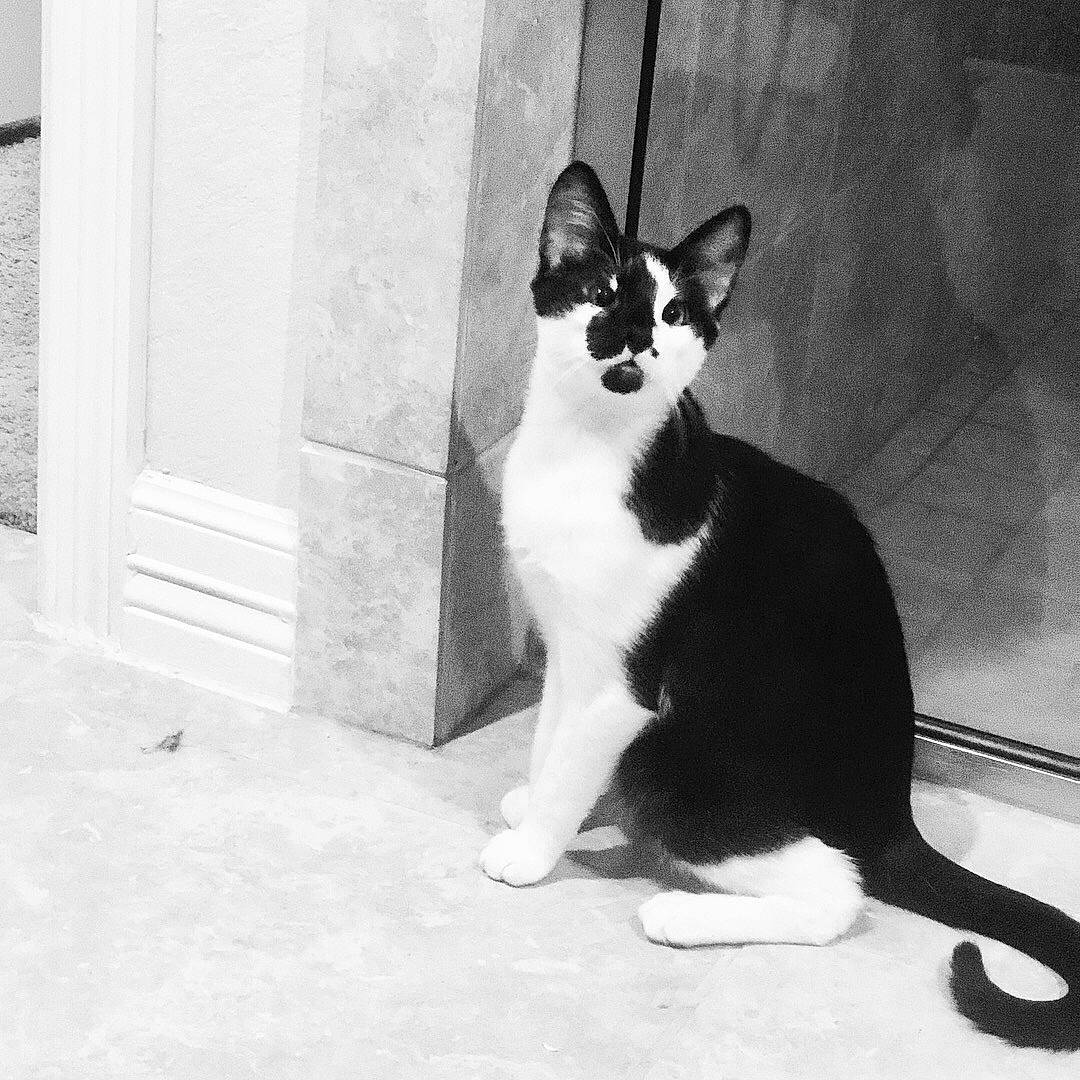 Ocho joined the competition — help win amazing prizes! black, black_and_white, carnivore, cat, domestic_short_haired_cat, felidae, kitten, mammal, monochrome, monochrome_photography, photography, polydactyl_cat, small_to_medium_sized_cats, snapshot, snout, style, tail, whiskers, white, window