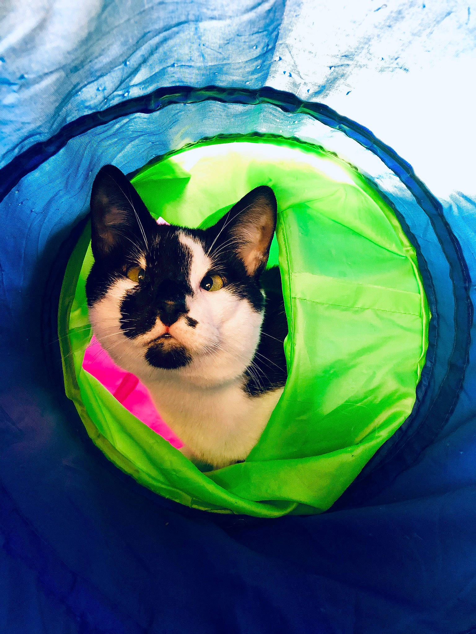 Ocho joined the competition — help win amazing prizes! blue, carnivore, cat, eye, felidae, games, green, inflatable, kitten, small_to_medium_sized_cats, textile, whiskers