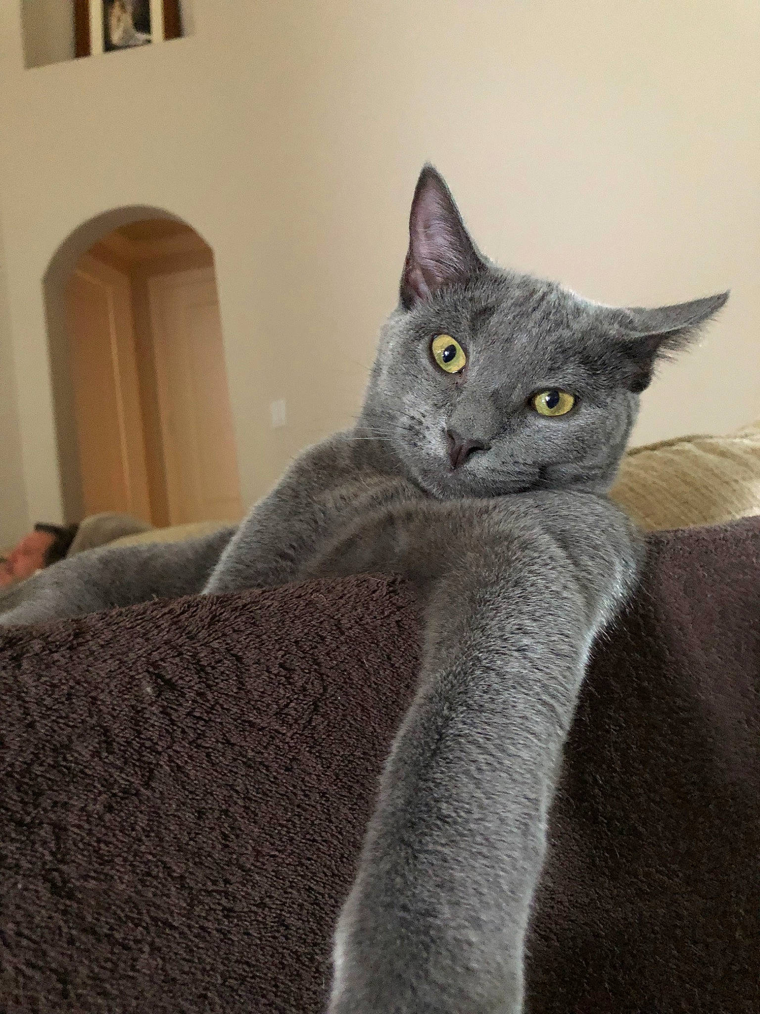 Mayor joined the competition — help win amazing prizes! asian, british_shorthair, carnivore, cat, chartreux, domestic_short_haired_cat, felidae, korat, mammal, nebelung, russian_blue, small_to_medium_sized_cats, vertebrate, whiskers