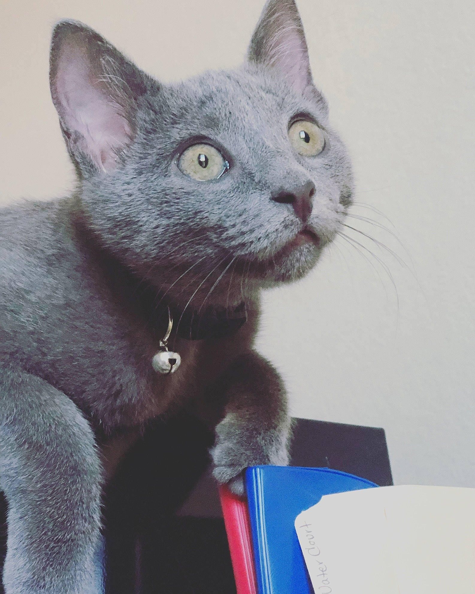 Mayor joined the competition — help win amazing prizes! asian, british_shorthair, carnivore, cat, chartreux, domestic_short_haired_cat, felidae, german_rex, kitten, korat, mammal, nebelung, russian_blue, small_to_medium_sized_cats, snout, vertebrate, whiskers