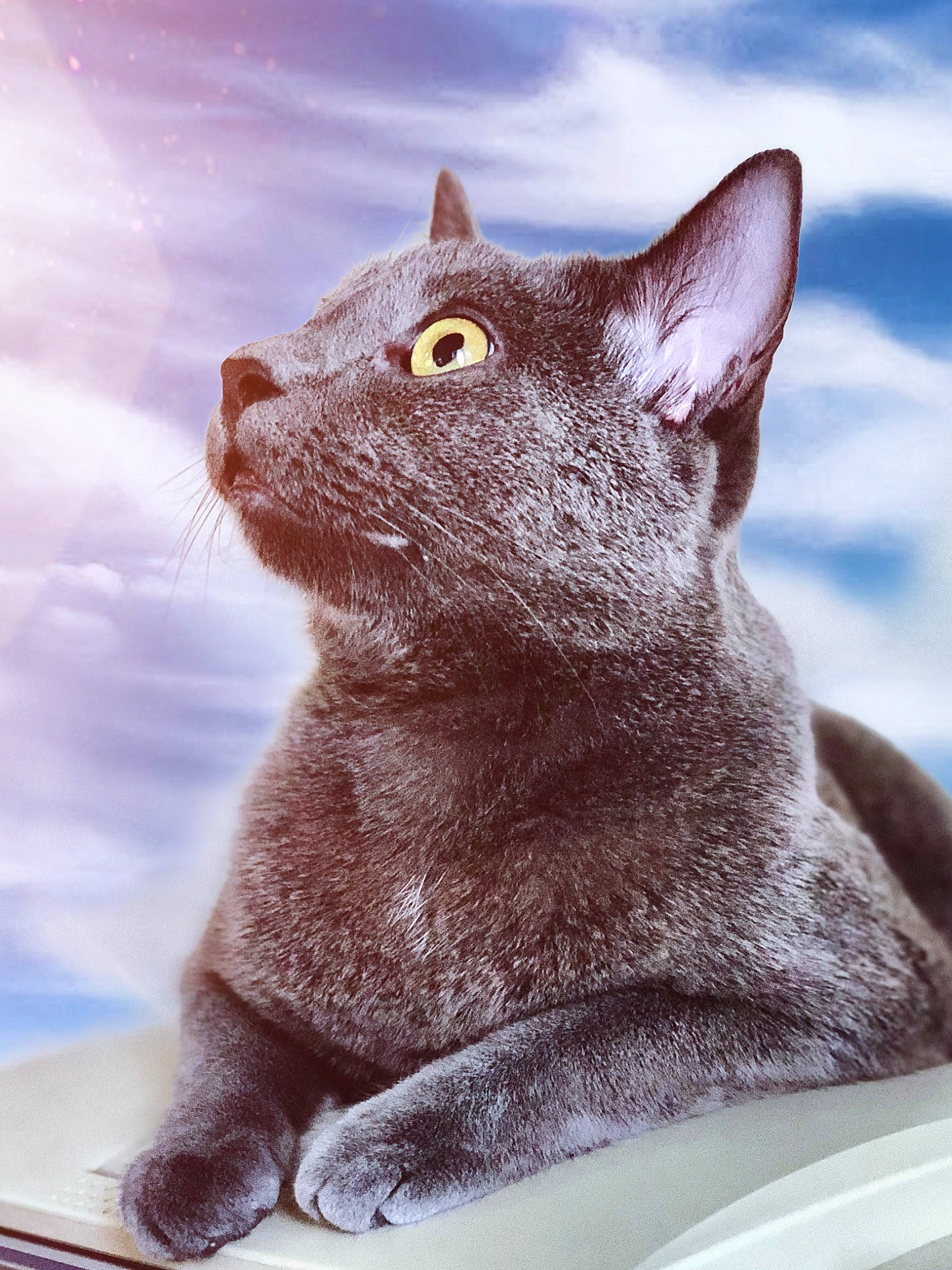 Mayor is registered to the contest to win money with this photo: asian, british_shorthair, burmese, carnivore, cat, chartreux, domestic_short_haired_cat, felidae, german_rex, havana_brown, korat, mammal, nebelung, russian_blue, small_to_medium_sized_cats, snout, vertebrate, whiskers