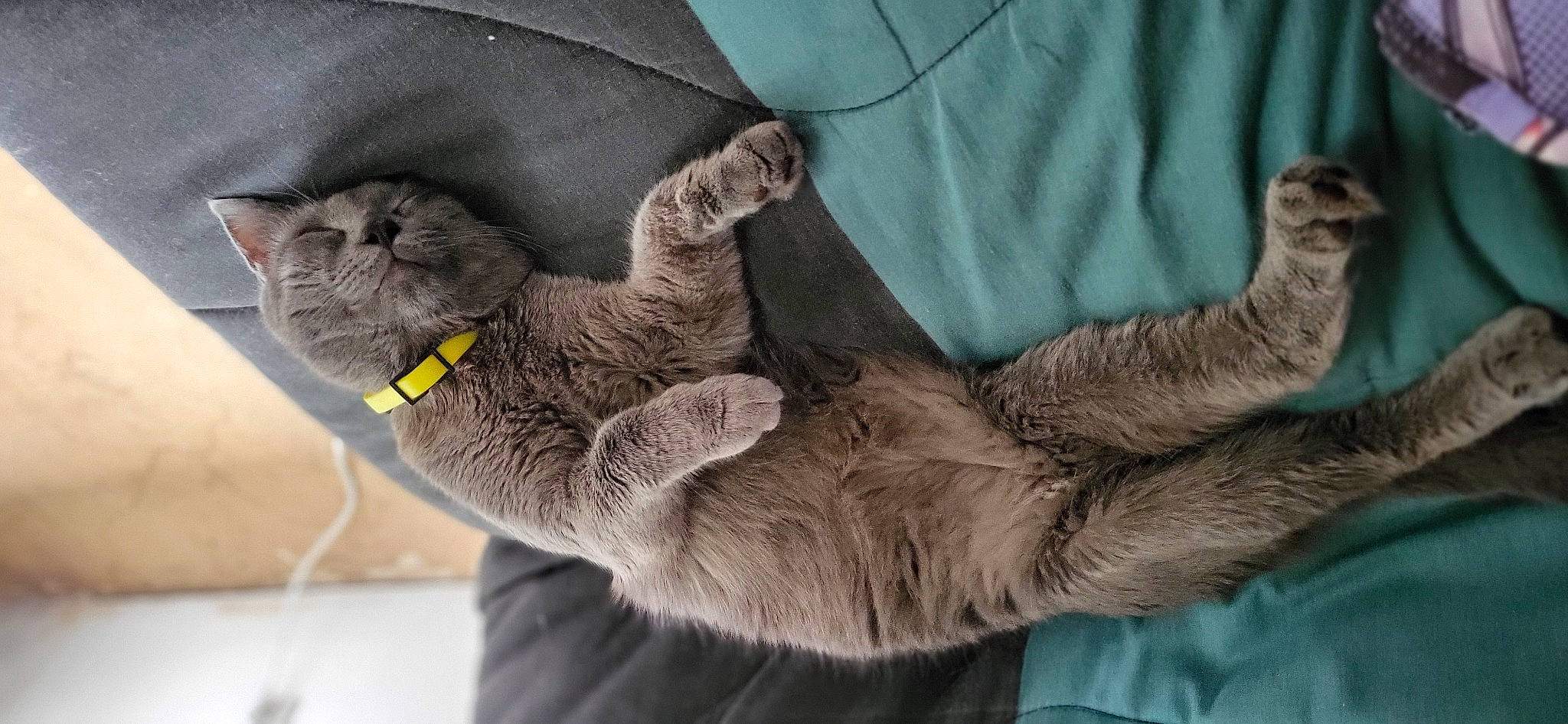 Cendre a rejoint le concours — aidez-le/la à gagner de superbes lots ! carnivore, cat, claw, collar, comfort, domestic_short_haired_cat, ear, fawn, felidae, fur, gesture, grey, nap, paw, sleeve, small_to_medium_sized_cats, snout, tail, whiskers