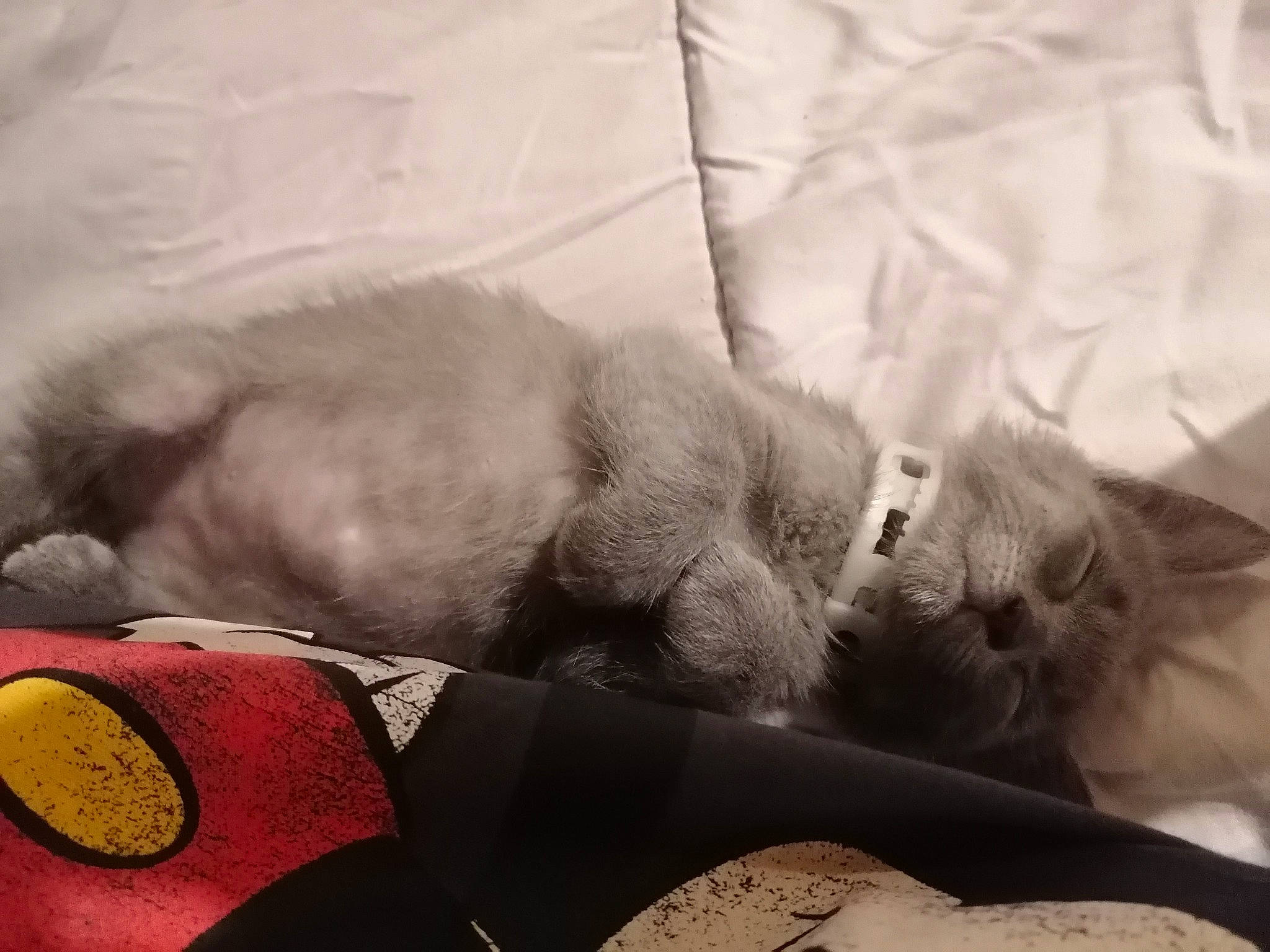 Cendre participe au concours pour gagner de l'argent avec cette photo : carmine, carnivore, cat, claw, comfort, companion_dog, dog_breed, domestic_short_haired_cat, felidae, fur, grey, human_leg, monochrome_photography, nap, paw, small_to_medium_sized_cats, sporting_group, tail, terrestrial_animal, whiskers