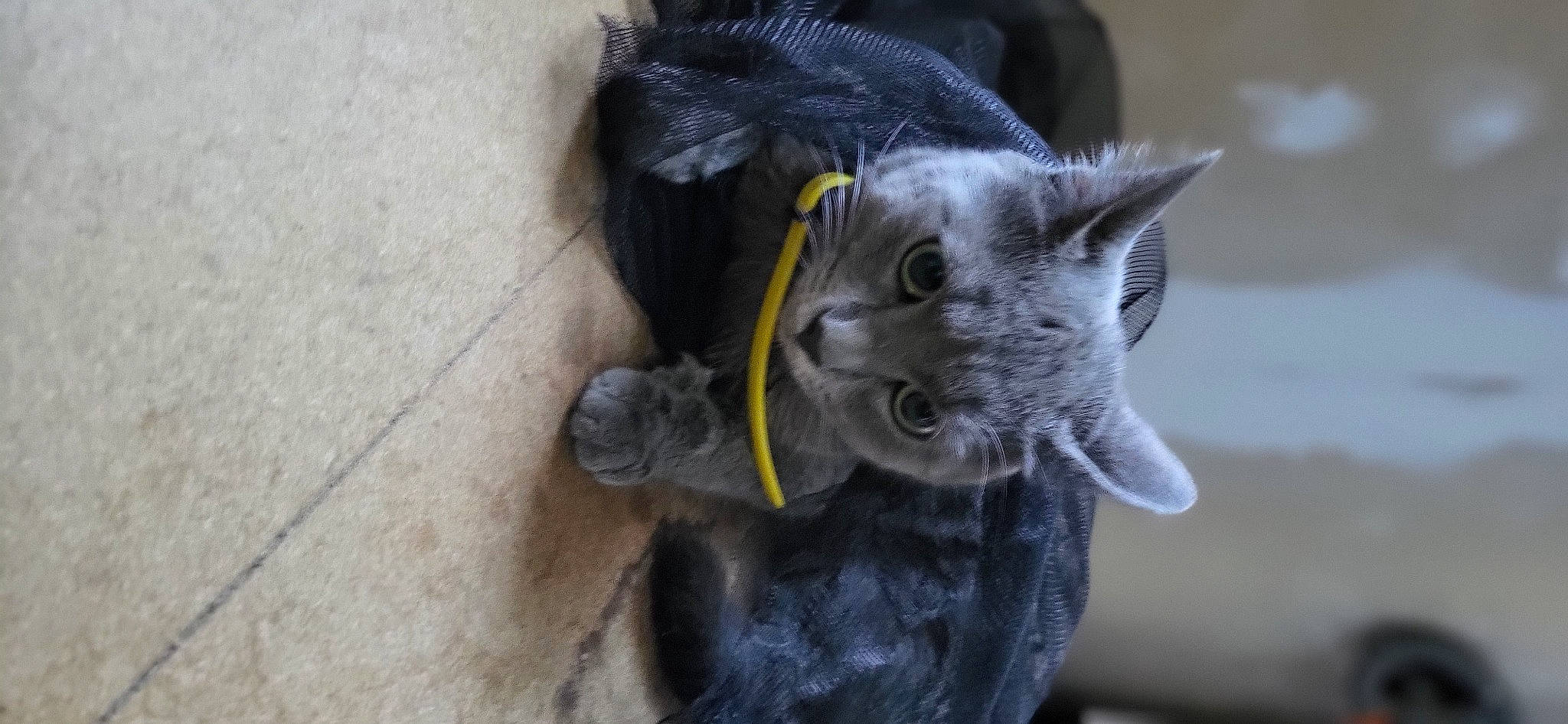 Cendre a rejoint le concours — aidez-le/la à gagner de superbes lots ! black_cat, carnivore, cat, cat_toy, chartreux, claw, dog_breed, domestic_short_haired_cat, ear, felidae, fur, grey, mammal, russian_blue, small_to_medium_sized_cats, tail, terrestrial_animal, vertebrate, whiskers